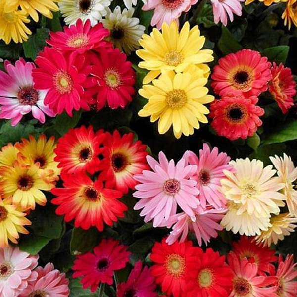 Gerbera Micro Mini Mixed Color Flower Seeds